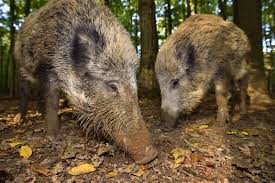 PM Bild Trichinenkurs_Hessenforst