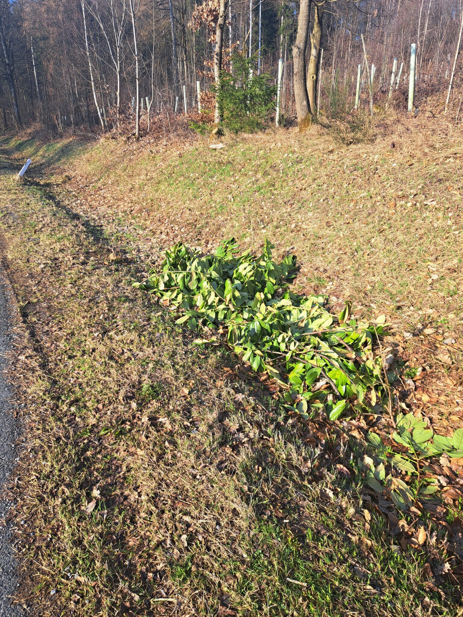 PM Bild Illegale Entsorgung von Gartenabfällen